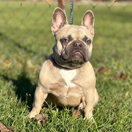 Lilac Fawn French Bulldog for Adoption in Louisville, ky