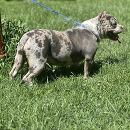 Blue Tri Merle American Bully, 2 Years Old in Louisville, ky