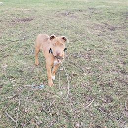Alpha Female Puppy Looking for a New Home in Bellefontaine, oh
