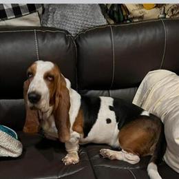 Basset Hound Stud Service - AKC Registered with Championship Bloodlines in Conroe, tx