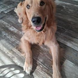 Male Golden Retriever - 1.5 Years Old, UTD on Shots in Ionia, mi