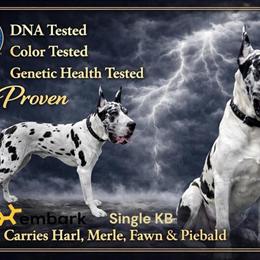 AKC Great Dane Stud Service Available in Akron, oh