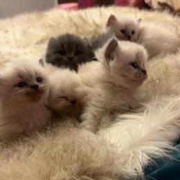 Persian Kittens Available for Adoption in Lenoir, nc