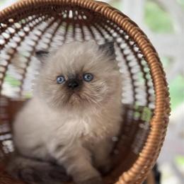 Persian kitten ready for a new home in Lenoir, nc