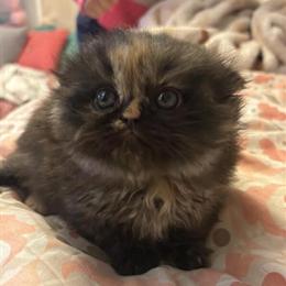 Persian kitten available - 1 girl and 2 boys ready for new homes in Lenoir, nc