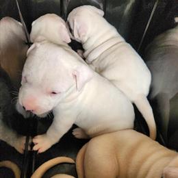 Dogo Argentino Puppies Available in Franklinton, NC in Franklinton, nc