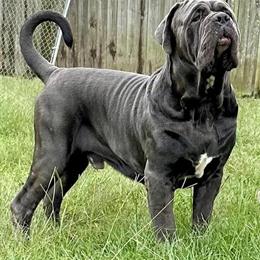 Neapolitan Mastiff AKC Ready for Breeding in Richlands, nc