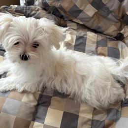 AKC Male Maltese Puppy Available for Adoption in Jackson, mi