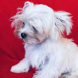 Maltese Puppy Dusty Ready for a New Home in Jackson, mi
