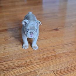 Olde English Bulldogge Male Pups Available in Brandywine, md