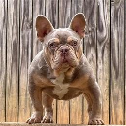 French Bulldog Male Stud Service Available in Brandywine, md