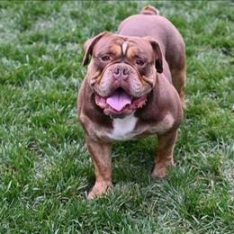 Olde English Bulldogge Male Stud Service Available in Brandywine, md