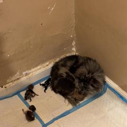 Pomeranian Puppies Available in Battle Creek, mi