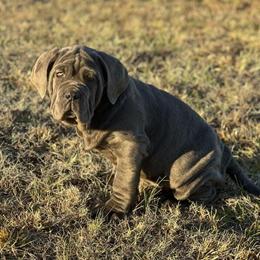 Neapolitan Mastiff Male Available in Greenville, sc
