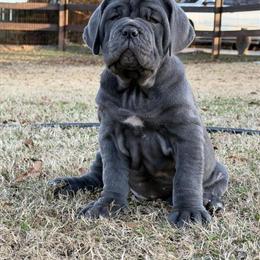 Neapolitan Mastiff Puppies Available for Adoption in Greenville, sc