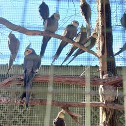 Cockatiel - Gentle and Social Medium-Sized Parrot for $150 in Waxhaw, nc