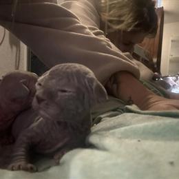 Sphynx Kittens Available in Port Richey, fl