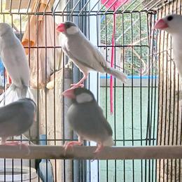 Java Rice Finch Bird for Sale in Waxhaw, nc