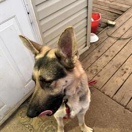 German Shepherd Available for Good Home in Fredericksburg, va