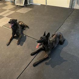 Dutch Shepherd Puppies Ready for New Homes in Fruitport, mi