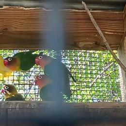Lovebirds and Other Colorful Birds Available in Waxhaw, nc