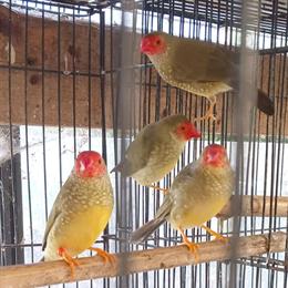 Star Finches for Sale in Waxhaw, nc