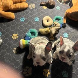 Merle French Bulldog Puppy Available in Peoria, il