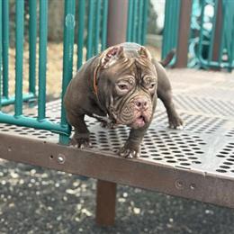 Micro Bully Stud for Sale - One Year Old in New York, ny
