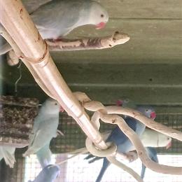 Ringneck Parrots in Various Colors for Sale in Waxhaw, nc