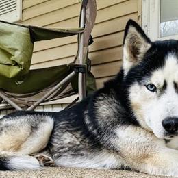 Siberian Husky Available in Greenup, ky