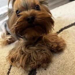 Yorkshire Terrier, 3 Years Old, Affectionate and Well-Socialized in Fayetteville, nc