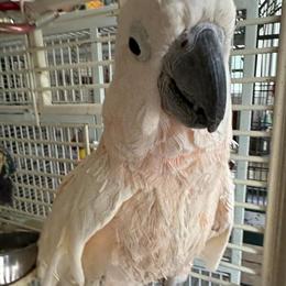 Mullucan Cockatoo - Tame and Talking in Waxhaw, nc