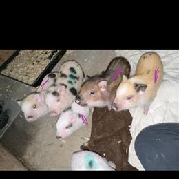 Mini Juliana Piglets Ready for Forever Homes in Columbus, oh