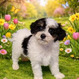 Bichipoo Puppies for Sale in Michigan in Perry, mi