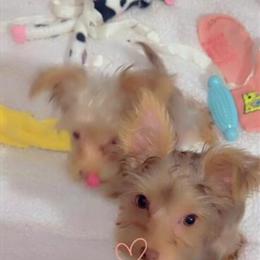 Chocolate Yorkshire Terrier Male Available for Adoption in Columbia, sc