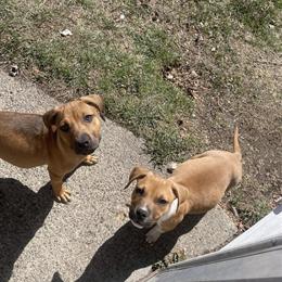 American Pit Bull Terrier Puppies for Rehoming in Warren, mi