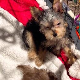Tiny Black Yorkshire Terrier Female - Sweet and Energetic! in Columbia, sc