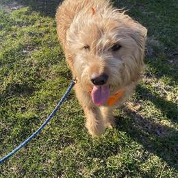 Golden Doodle Puppy Mix Available in Trenton, mi