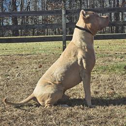 Bully for Stud - ABKC/UKC Registered in South Boston, va