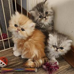 Persian Kittens Available for Adoption in Greenville, oh