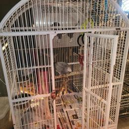 Friendly Female African Grey Parrot with Cage for Sale in Buffalo, ny