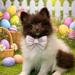 Pomeranian Female Puppies for Sale in Michigan in Perry, mi