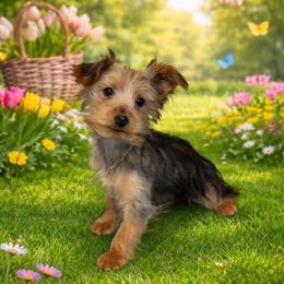Yorkshire Terrier Male Puppy for Sale in Michigan in Perry, mi