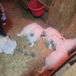 Great Pyrenees Puppies Available in Scio, oh