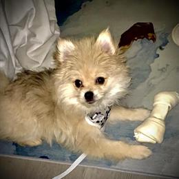 14-Week-Old Female Pomeranian Looking for a Forever Home in Brighton, mi