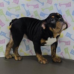 English Bulldog Female Pup Jazzy Available in Delta, oh