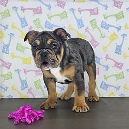 English Bulldog Puppy - Merle Jule Available in Delta, oh