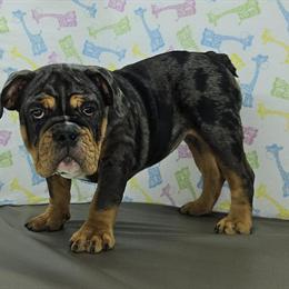 English Bulldog Merle Female Pup Laylah for Adoption in Delta, oh