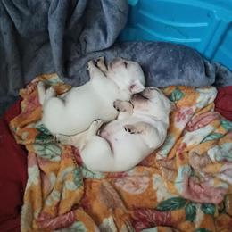 French Bulldog for Sale in Camden, nj