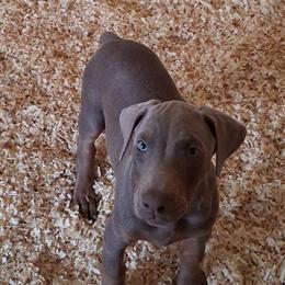 AKC Registered Doberman Puppy for Sale in Lafayette, la